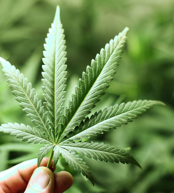 Maconha: Anvisa reforça regra que proíbe importação in natura para uso medicinal