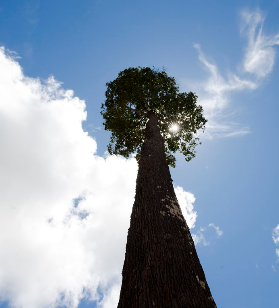 Cúpula será “novo tempo” para comunidades amazônicas, afirma instituto