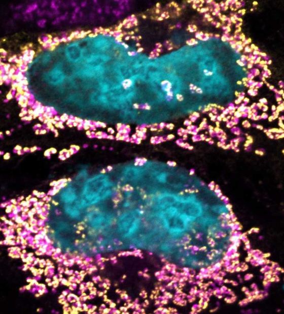 Estudo revela proteína bacteriana capaz de manter a célula humana saudável por mais tempo
