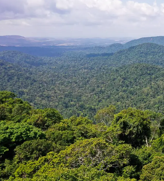 Com R$ 1,3 bilhão aprovado para projetos e chamadas públicas, Fundo Amazônia tem recorde histórico em 2023