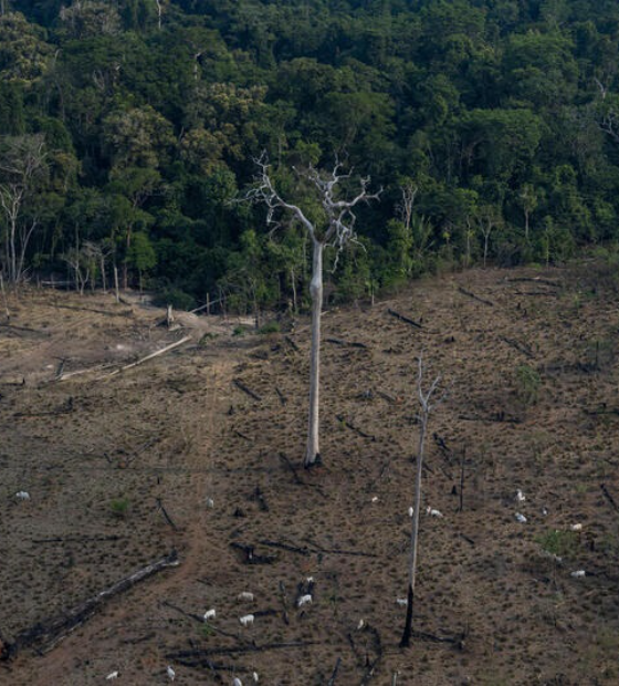 Com clima e desmate descontrolados, Amazônia começa a colapsar em 2050, diz estudo