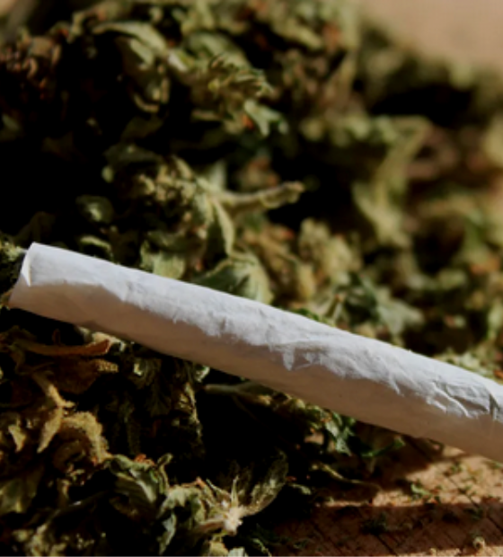 STF retoma julgamento sobre descriminalização de maconha 