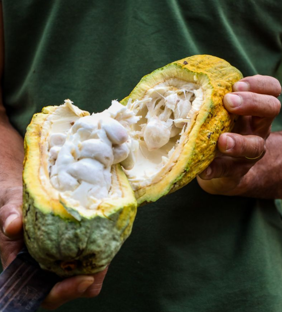 Governos definem ações para combater fungo que ataca cacau e cupuaçu