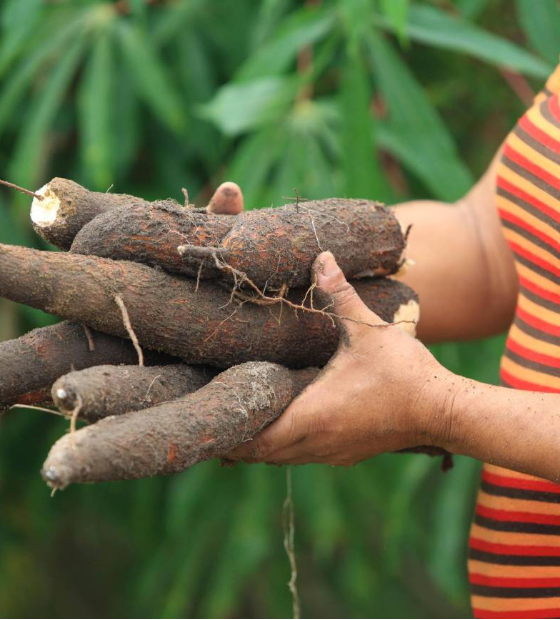 Projeto da Uepa incentiva aproveitamento de resíduo da mandioca na Ilha do Marajó