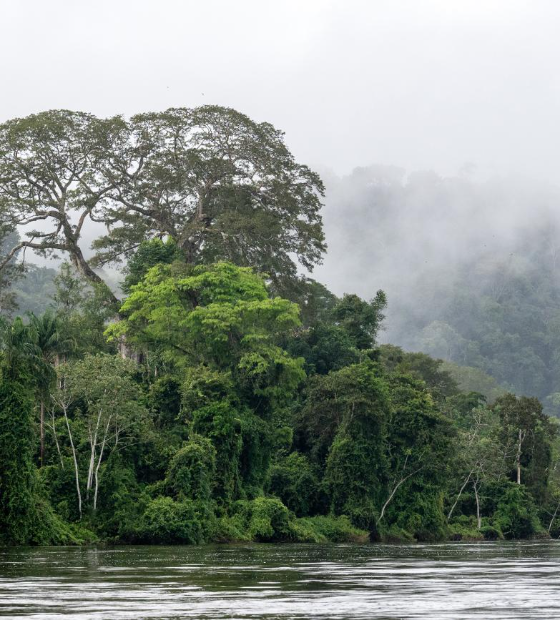 MPF quer que processos sobre mercado de créditos de carbono no PA sejam julgados pela Justiça Federal