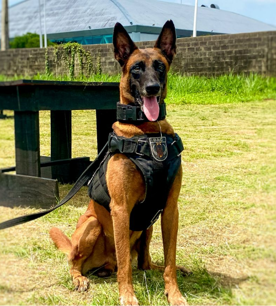 Cão farejador 'Jay-Z' auxilia na apreensão de mais de uma tonelada de drogas 