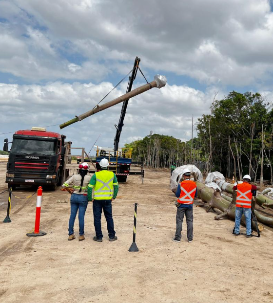 Transplante de samaumeira marca nova etapa no Parque da Cidade, em Belém