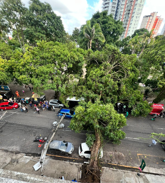 Árvore cai e provoca danos em via movimentada de Belém