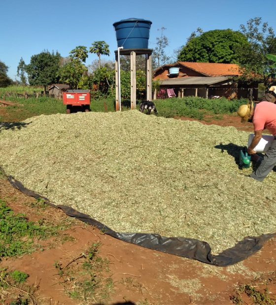Silagem de capins tropicais é opção para pecuária na Amazônia, mostra estudo