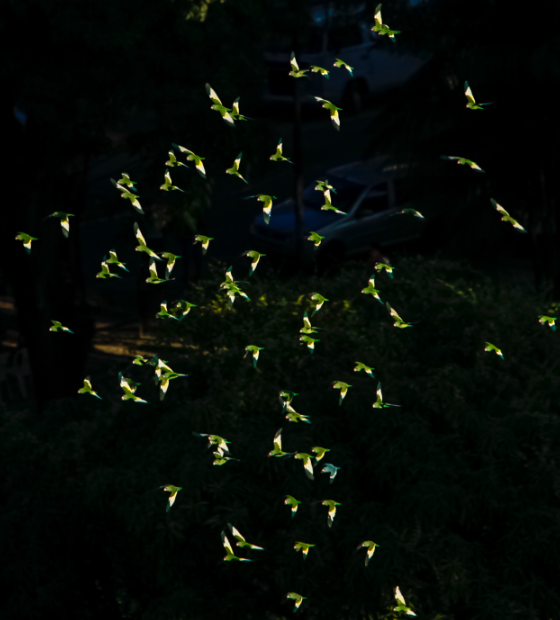 Coluna Ver Amazônia: Após ano mais quente, sopro de esperança brilha nos céus da Amazônia