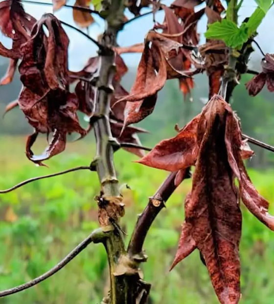 Estado lança plano de combate à “vassoura de bruxa”, praga que destrói a mandioca