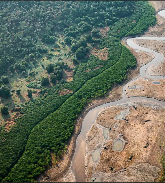 Pesquisa com bactérias na Amazônia pode desenvolver novos medicamentos 