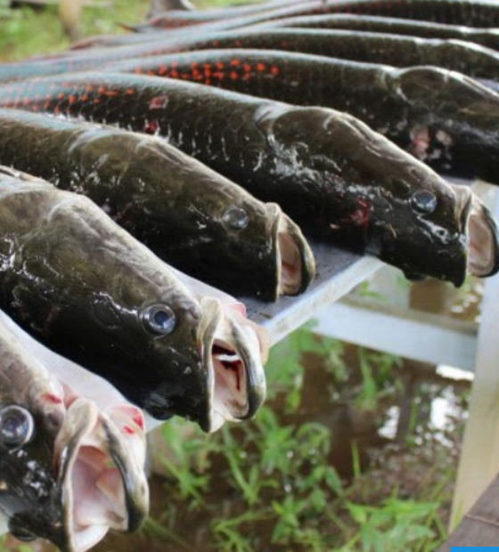  Reunião pública vai tratar sobre o funcionamento e condições da Feira do Pescado 
