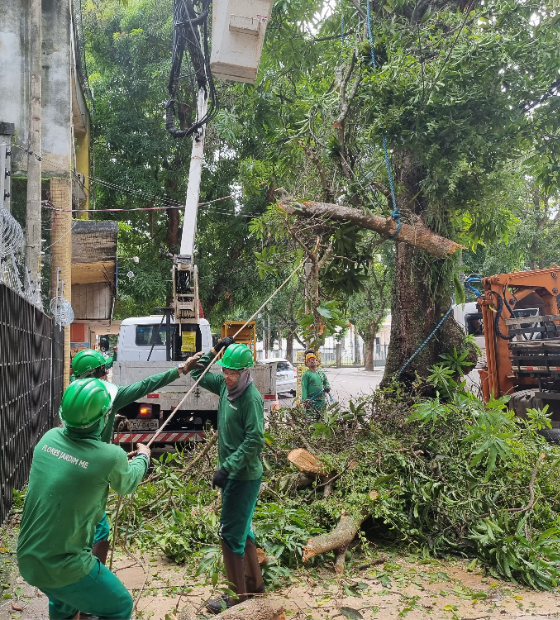 Árvore em risco de queda é retirada da Avenida Nazaré, durante todo o dia de hoje