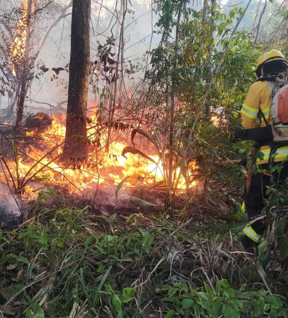 Governo define regiões com maior risco para incêndios florestais; Pará está na rota