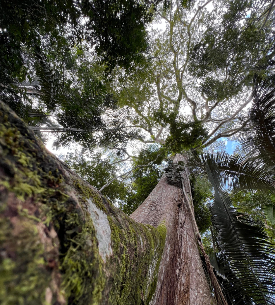 Ambientalista e Instituto unem forças para plantar Samaumeiras no território paraense