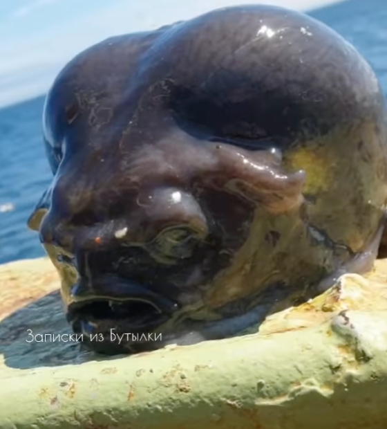 Pescador russo captura peixe de águas profundas que parece uma cabeça de alienígena