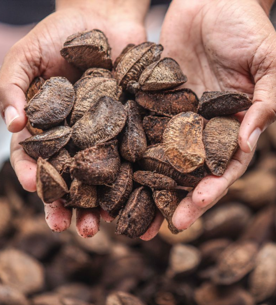 Além de “Brasil”, castanha-do-pará passa a ter Sena Madureira, no Acre, como capital nacional