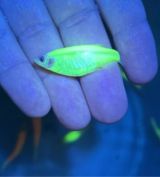 Peixes que brilham sob luz ultravioleta: Ibama apreende animais geneticamente modificados