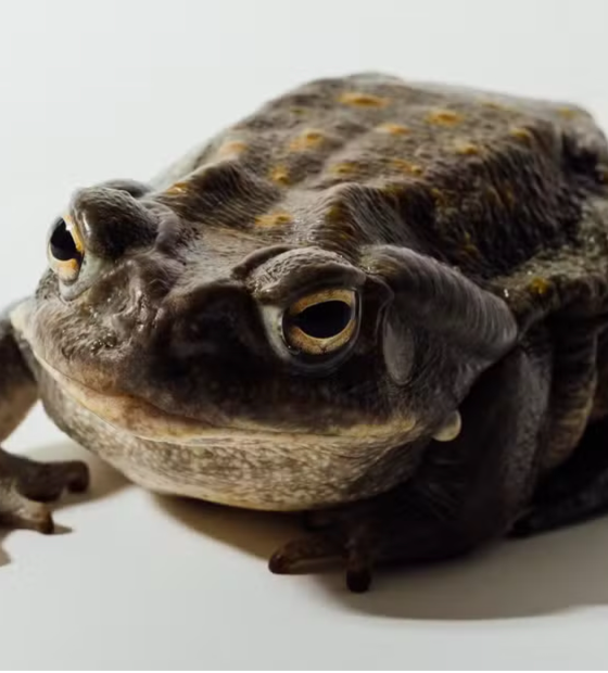 O veneno de sapo raro pode guardar a cura para a ansiedade e a depressão