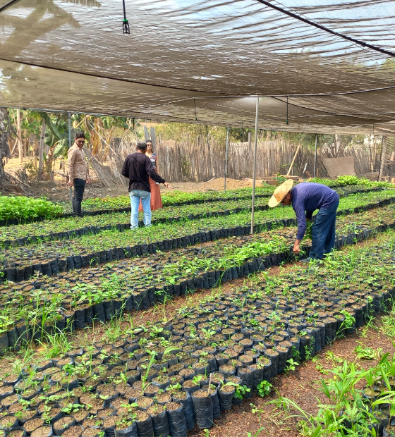 Programa Paricá - Territórios em Ação anuncia projetos selecionados no Pará