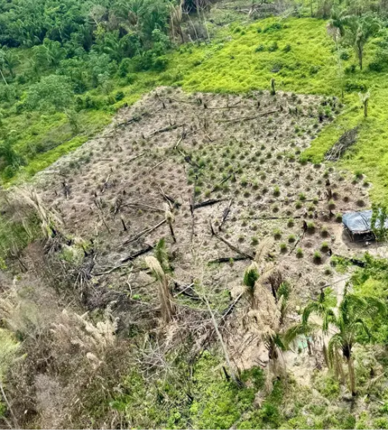 Polícia Civil destrói nove plantações de maconha na zona rural de Viseu