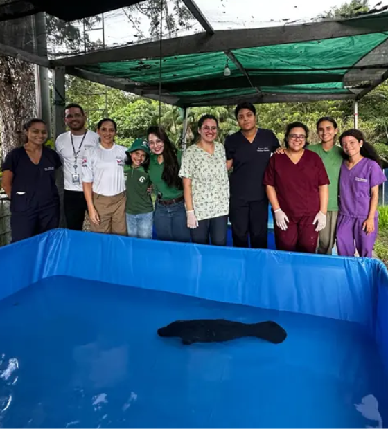 Filhote de peixe-boi é resgatado com a ajuda da comunidade em lago de Oriximiná