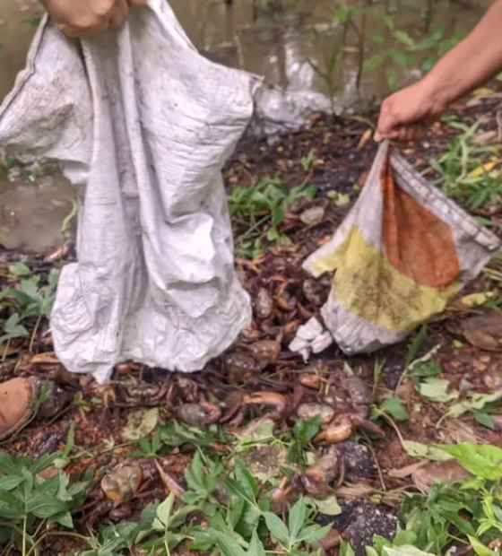Agentes devolvem à natureza mil caranguejos apreendidos em fiscalização