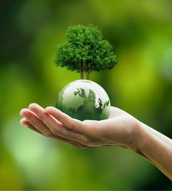 Empresa brasileira neutraliza emissões de carbono de 2023 e 2024