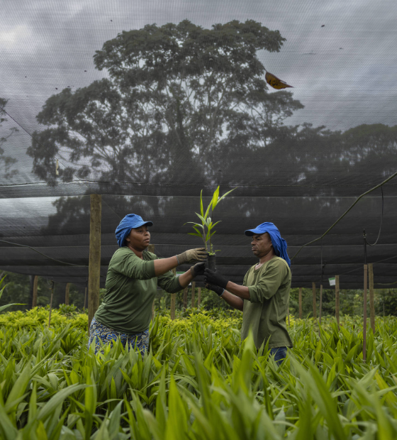 Empreendedor Social da Folha e Schwab abre inscrições em clima de COP 30