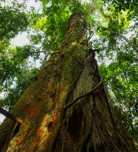 Fundo global para proteção de florestas é aposta do Brasil na COP30