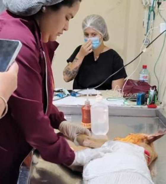 Cachorro que sofreu queimaduras com água fervendo segue internado e agressor, preso