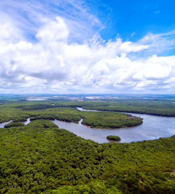 BNDES-Fundo Clima desembolsa R$ 100 milhões para restauração florestal com Mombak