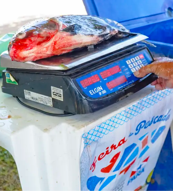 Feira do Pescado 2025 oferece 25 toneladas de peixe a preços acessíveis em Santarém