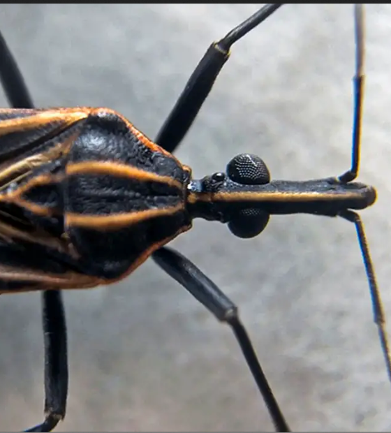 Sespa alerta população sobre prevenção e tratamento da doença de Chagas