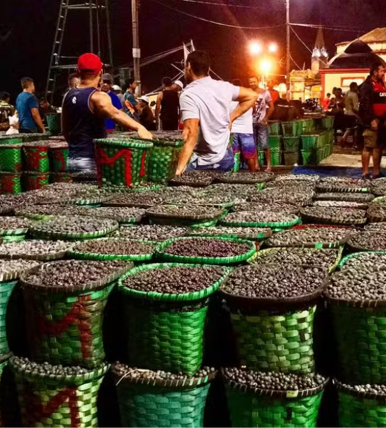 Seca, entressafra e inflação impactam no preço do açaí no Pará em ano de COP