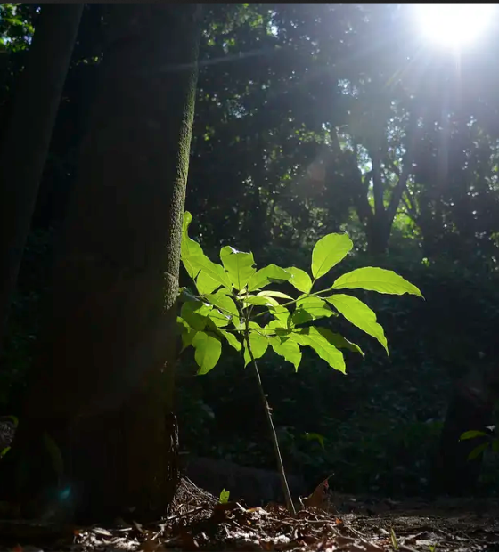 MPF e MPPA recomendam anulação urgente de contrato de créditos de carbono entre governo do PA e coalizão internacional