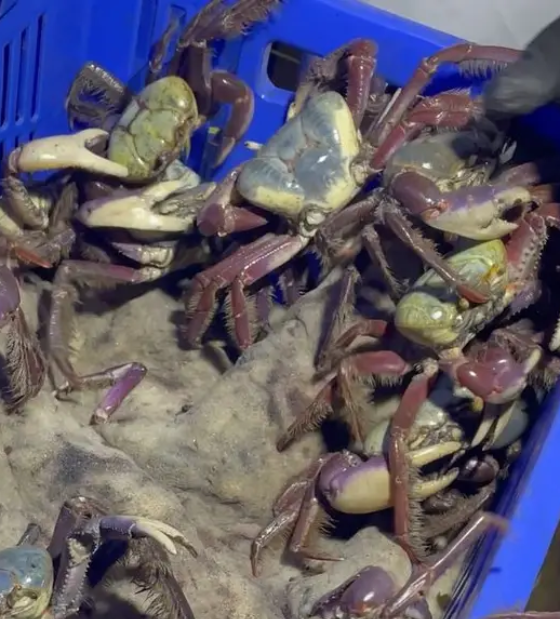 Feira do pescado tem produtos e preços acessíveis em dois pontos de Belém