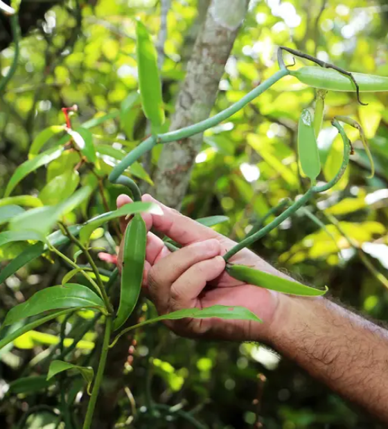 Pará regulamenta Cota de Proteção Ambiental e amplia captação para preservação