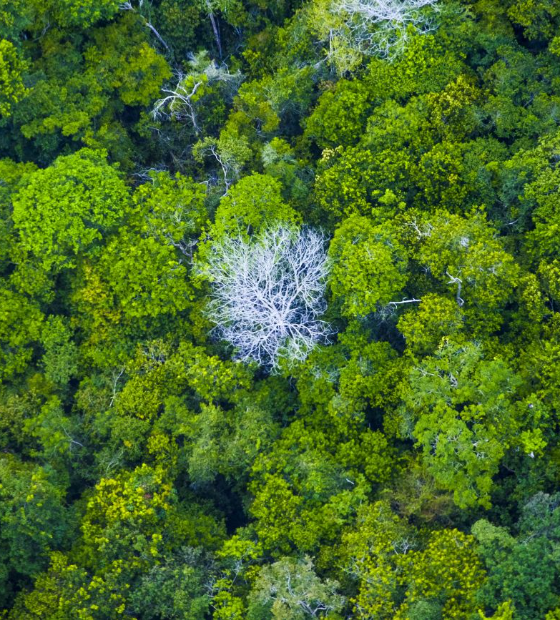 Orçamento destinado ao meio ambiente em 2025 é recorde e animador, afirmam especialistas