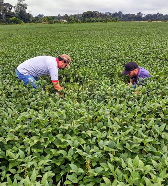 Moratória da soja: STF autoriza MT a restringir benefícios fiscais a partir de 2026