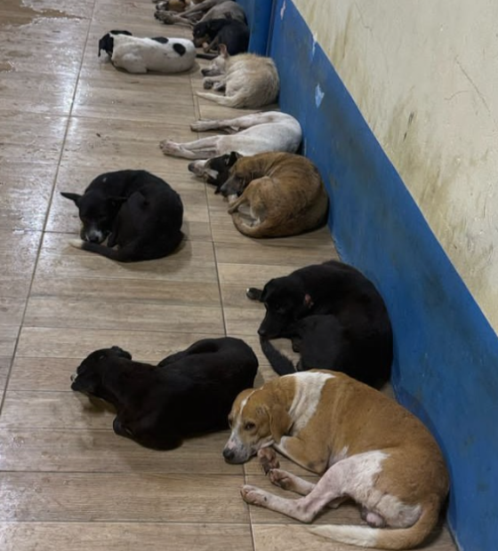 MPPA apura caso de envenenamento em massa de cães na zona rural de Igarapé-Miri