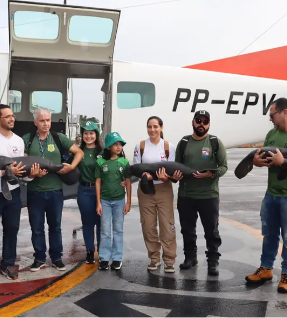 Filhotes de peixe-boi são resgatados em três comunidades de Santarém