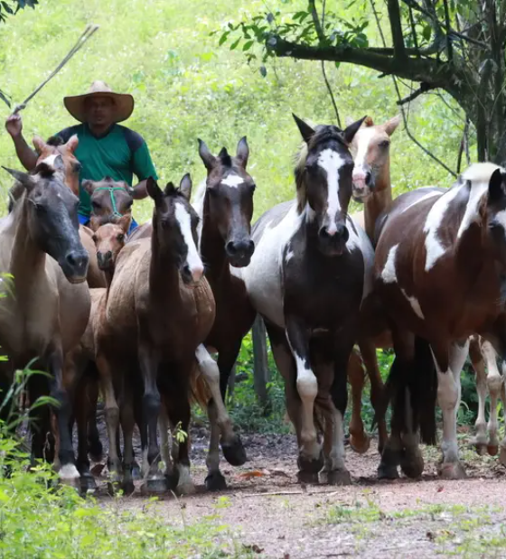 Adepará inicia campanha de atualização de cadastro de animais no Estado