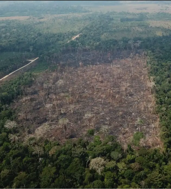  Amazônia: alerta de desmatamento cresce e mobiliza governo 