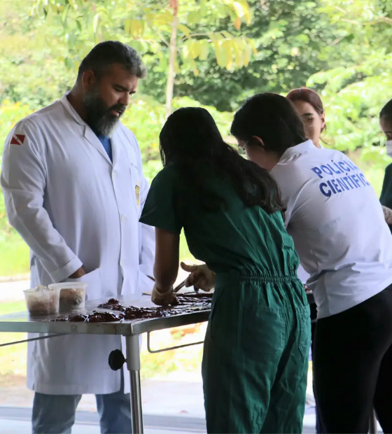 Polícia Científica realiza perícia em animais supostamente envenenados em Igarapé-Miri