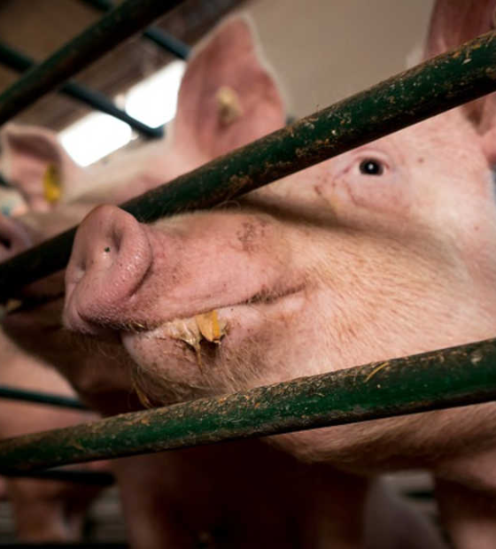 Embrapa: Custo de produção de suínos e aves sobe em abril em relação a março