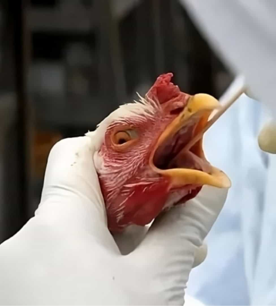 FAO acompanha investigação do Ministério da Agricultura em foco de gripe aviária no Brasil