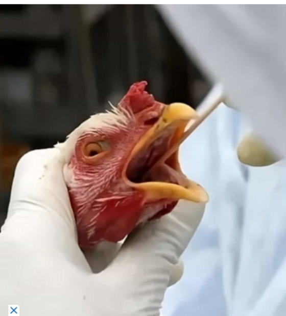 Gripe aviária: Japão suspende importação de aves vivas do RS