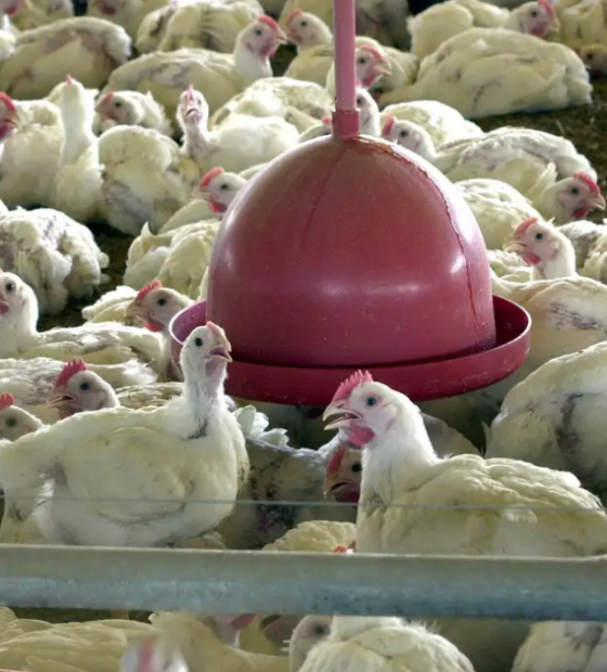 MP instaura procedimento para acompanhar suspeita de gripe aviária em Eldorado dos Carajás